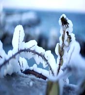 Paysage gelé - Lac léman - hiver 2011/2012